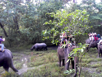 Wildlife Safari in Nepal